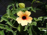 Thunbergia alata